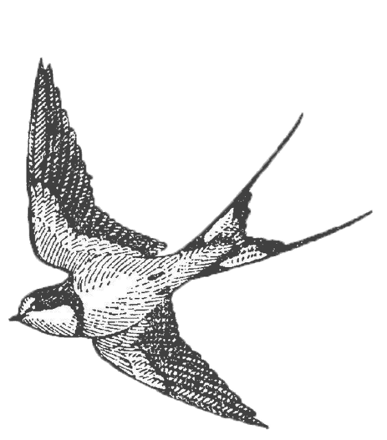 oiseau